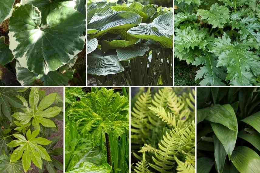 massif de feuillage, feuilles grandes