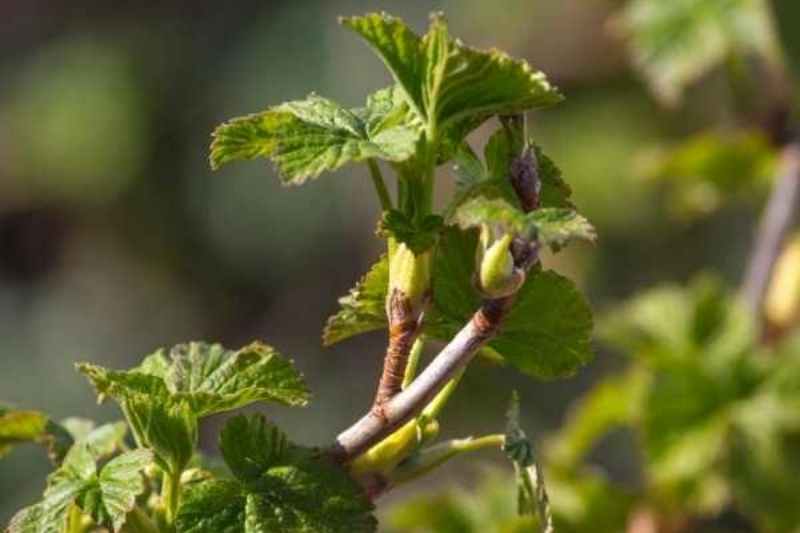 Comment faire sécher les feuilles de cassis ? - Promesse de Fleurs