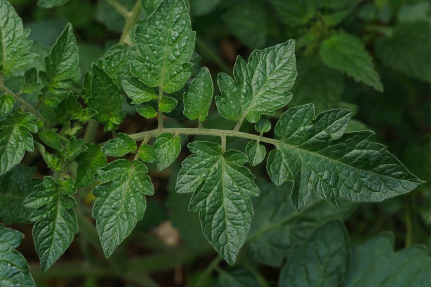 Feuilles de tomates - © Alexis Orion - Inaturalist