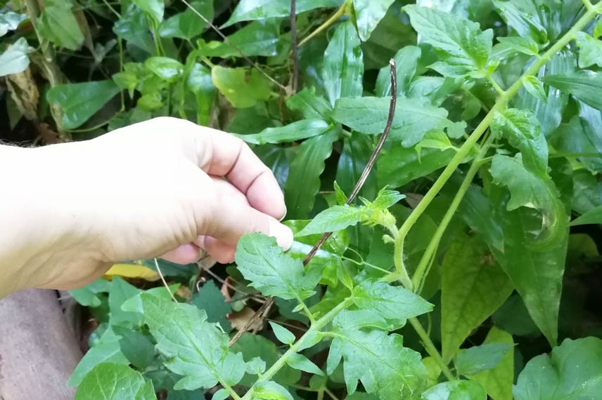 Les gourmands de tomates