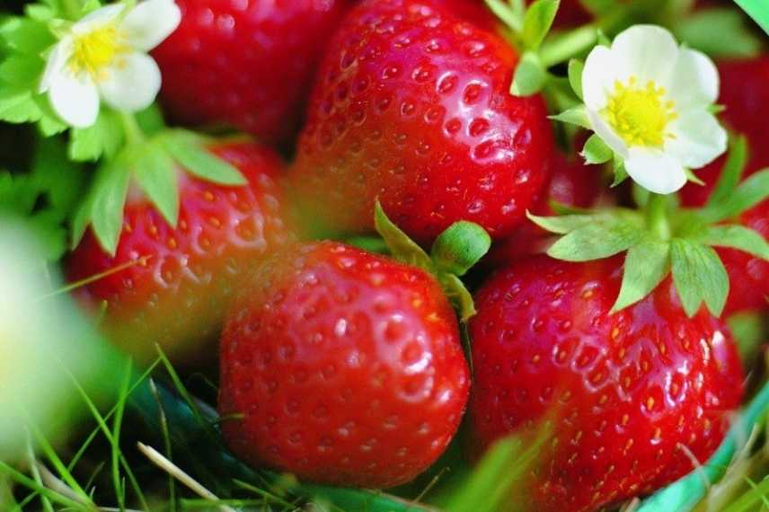 Choisir un fraisier