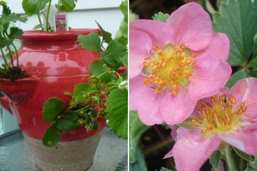 Choisir un fraisier, choisir fraise, fraises ornement, fraises en pot