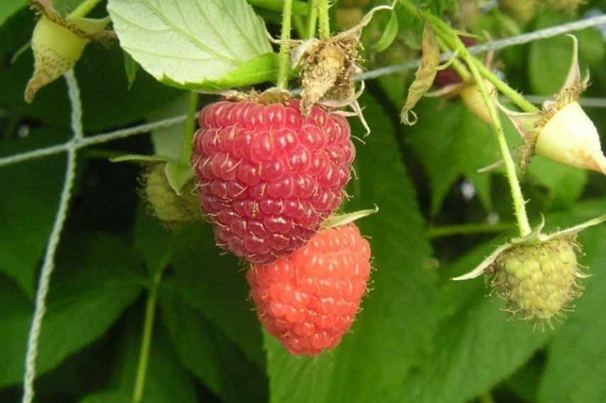 Choisir un framboisier, choisir framboises