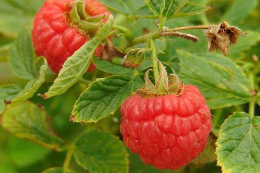 Choisir un framboisier, choisir framboises