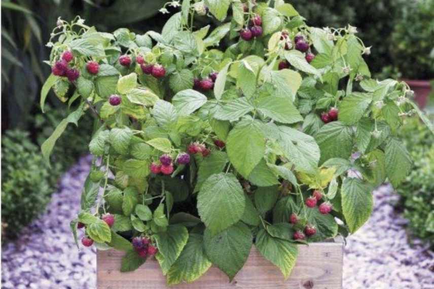 Choisir un framboisier nain, choisir framboises