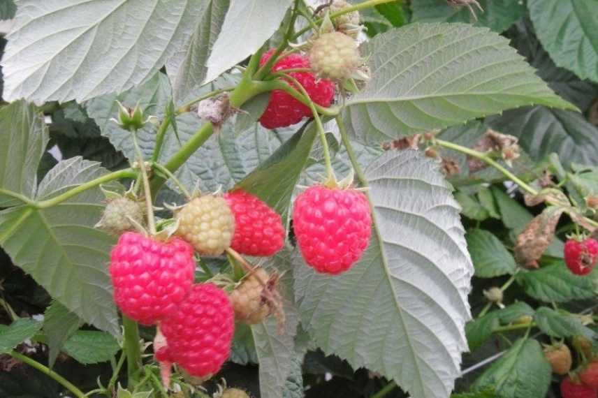 Choisir un framboisier, choisir framboises sans epipnes