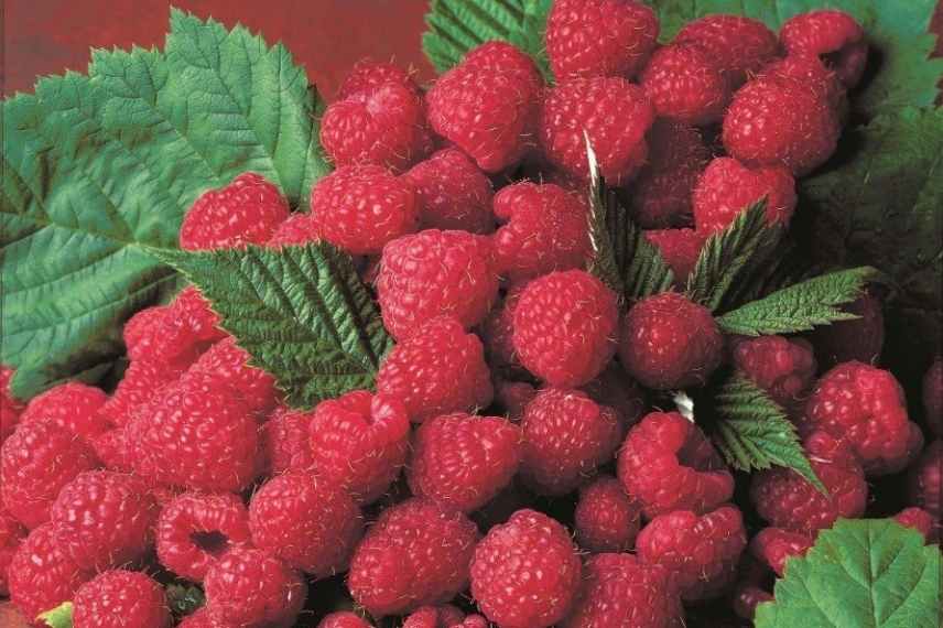 Choisir un framboisier, choisir framboises