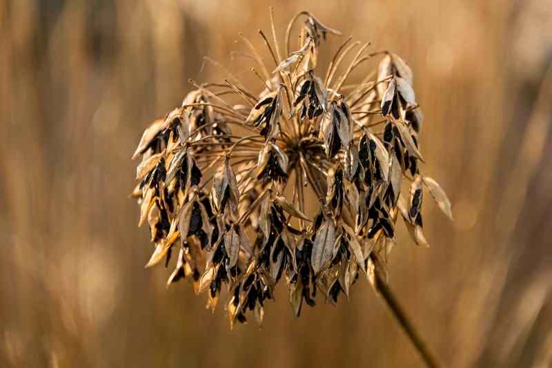 reussir le semis d Agapanthes