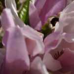 10 Magnolias à fleurs roses
