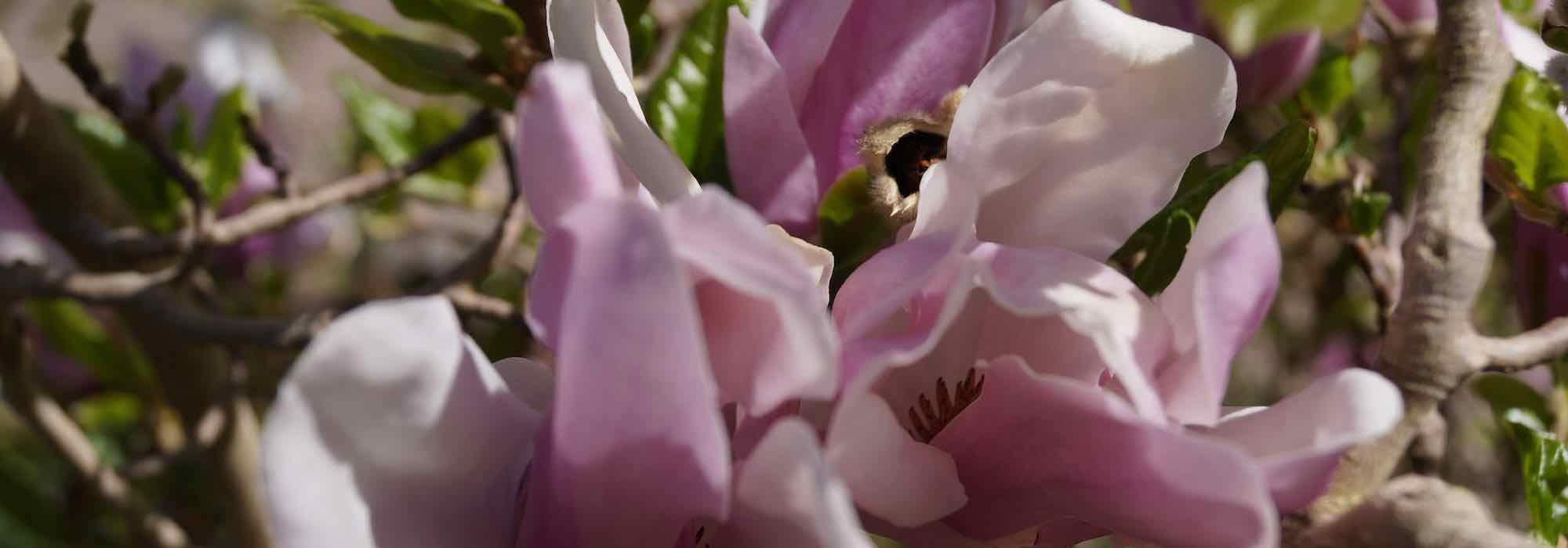 10 Magnolias à fleurs roses