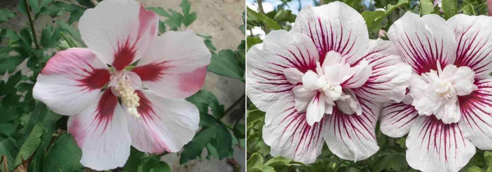 Choisir un Hibiscus, choix hibiscus, guide achat Hibiscus