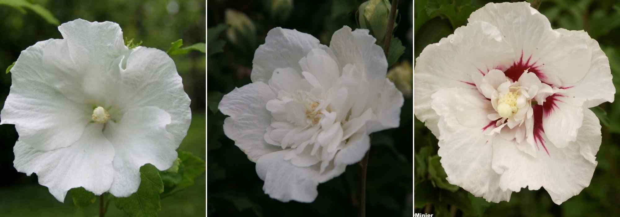 Choisir un Hibiscus, choix hibiscus, guide achat Hibiscus