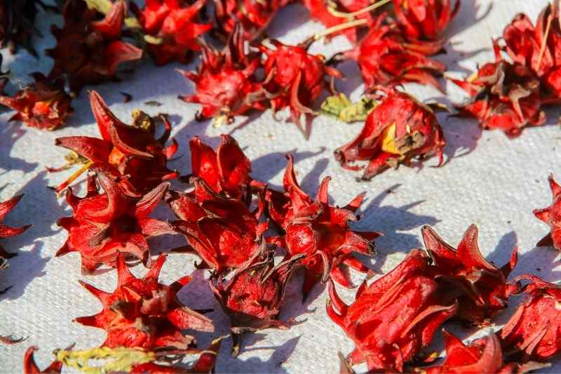 Fleurs d'Hibiscus séchées