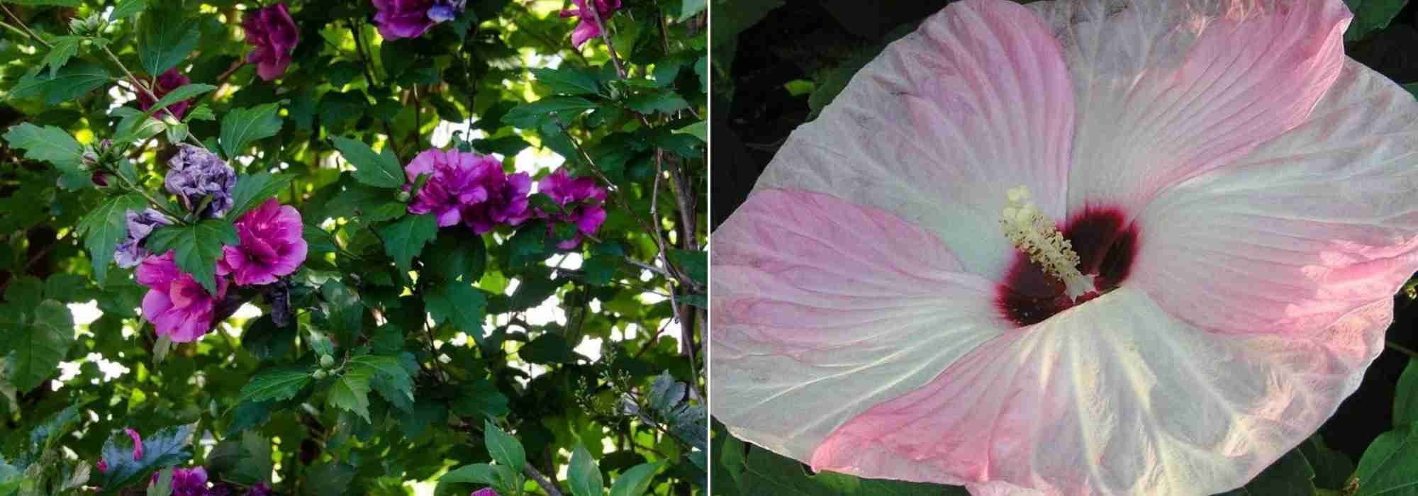 Choisir un Hibiscus, choix hibiscus, guide achat Hibiscus