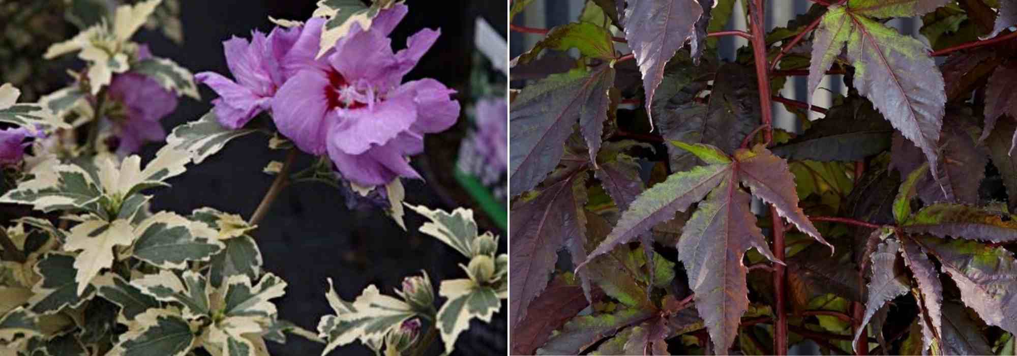 Choisir un Hibiscus, choix hibiscus, guide achat Hibiscus