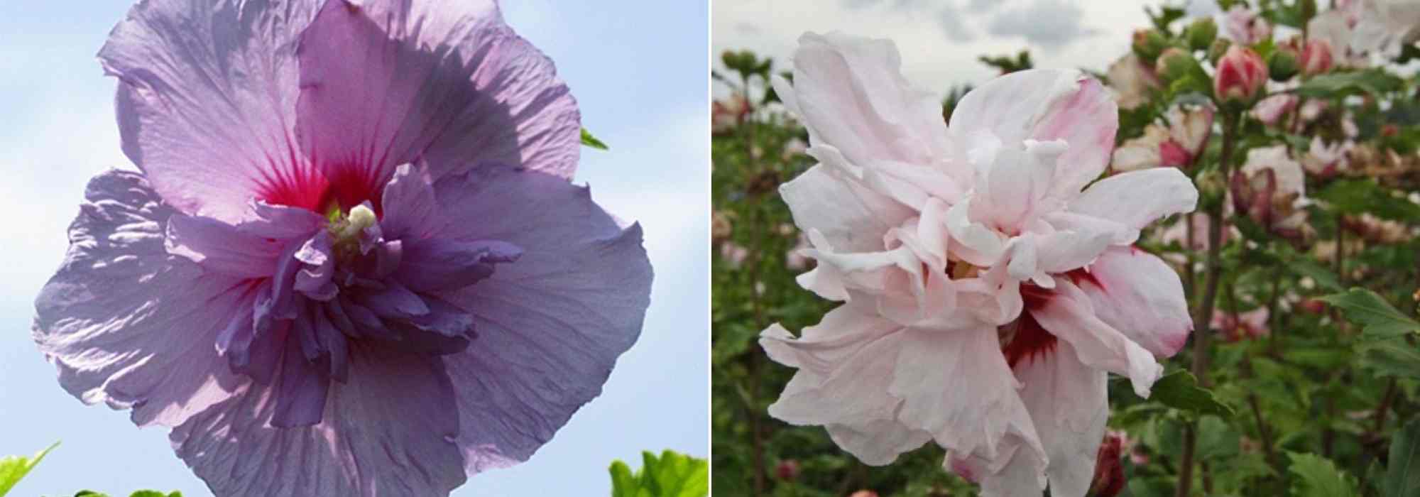 Choisir un Hibiscus, choix hibiscus, guide achat Hibiscus