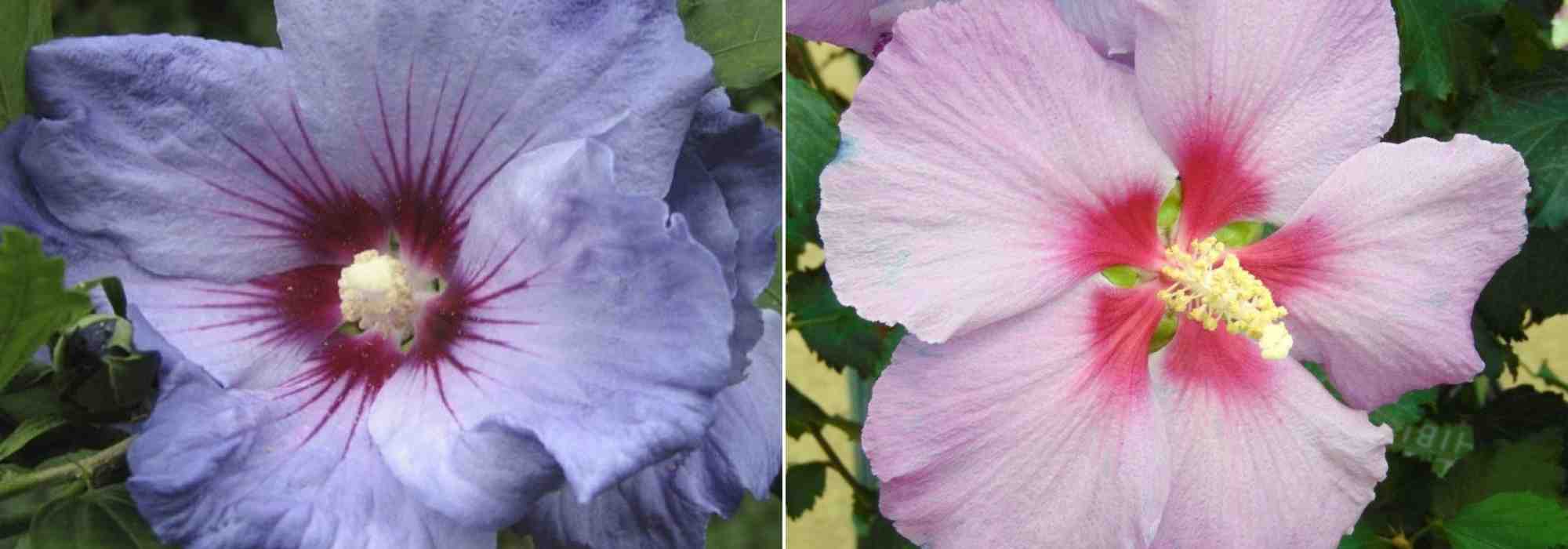 Choisir un Hibiscus, choix hibiscus, guide achat Hibiscus