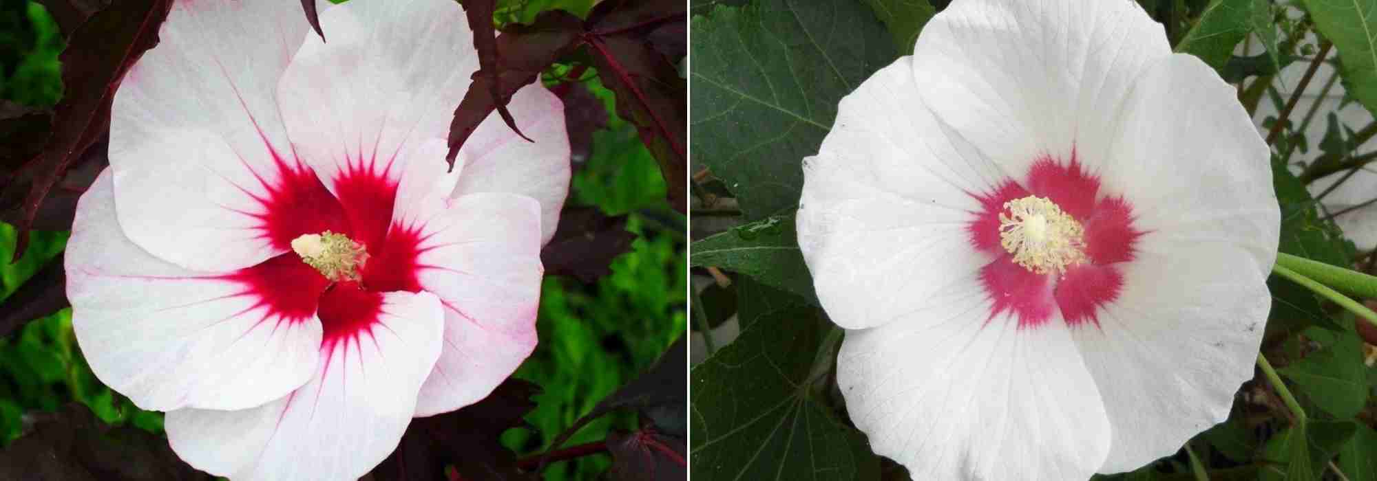 Choisir un Hibiscus, choix hibiscus, guide achat Hibiscus