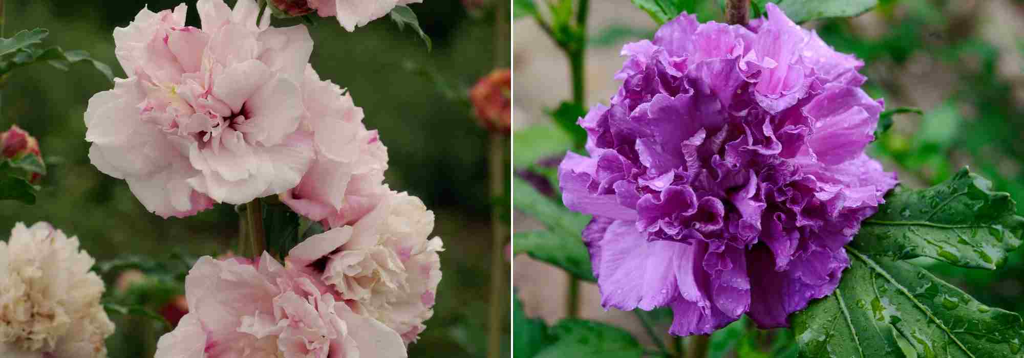 Choisir un Hibiscus, choix hibiscus, guide achat Hibiscus