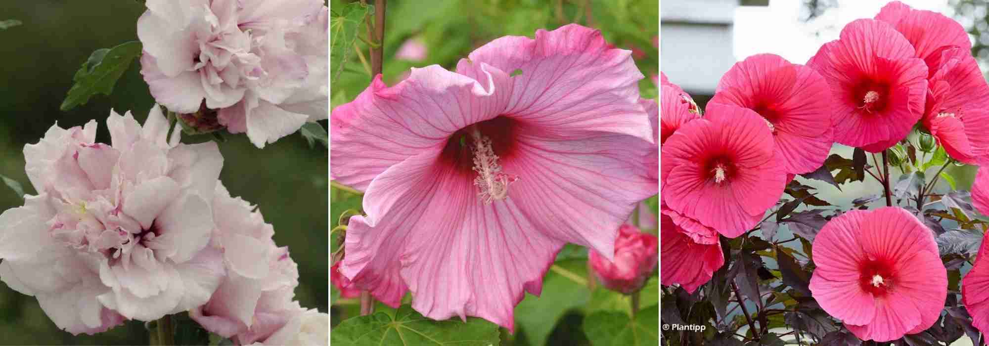 Choisir un Hibiscus, choix hibiscus, guide achat Hibiscus