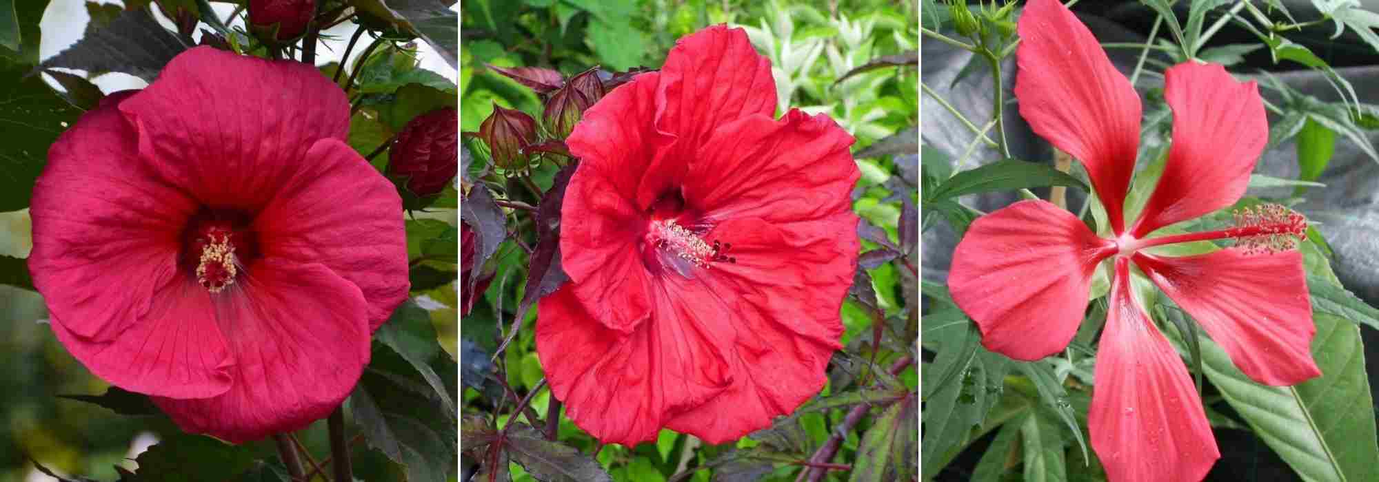 Choisir un Hibiscus, choix hibiscus, guide achat Hibiscus