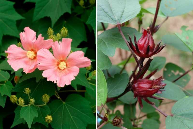 fleurs d'hibiscus séchées, Comment préparer le jus de bissap – Décors et  âmes