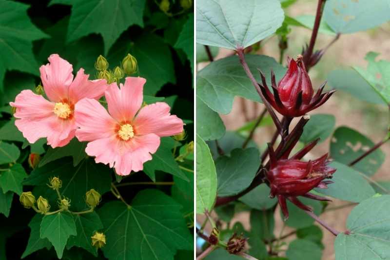 Fleurs d'Hibiscus Bio séchées 200g (Bissap, Karkadé)