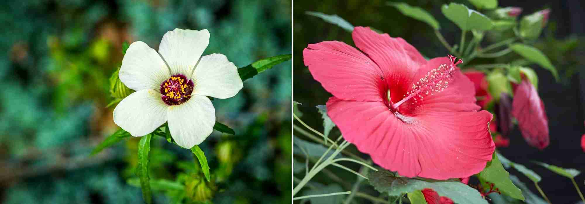 Choisir un Hibiscus, choix hibiscus, guide achat Hibiscus