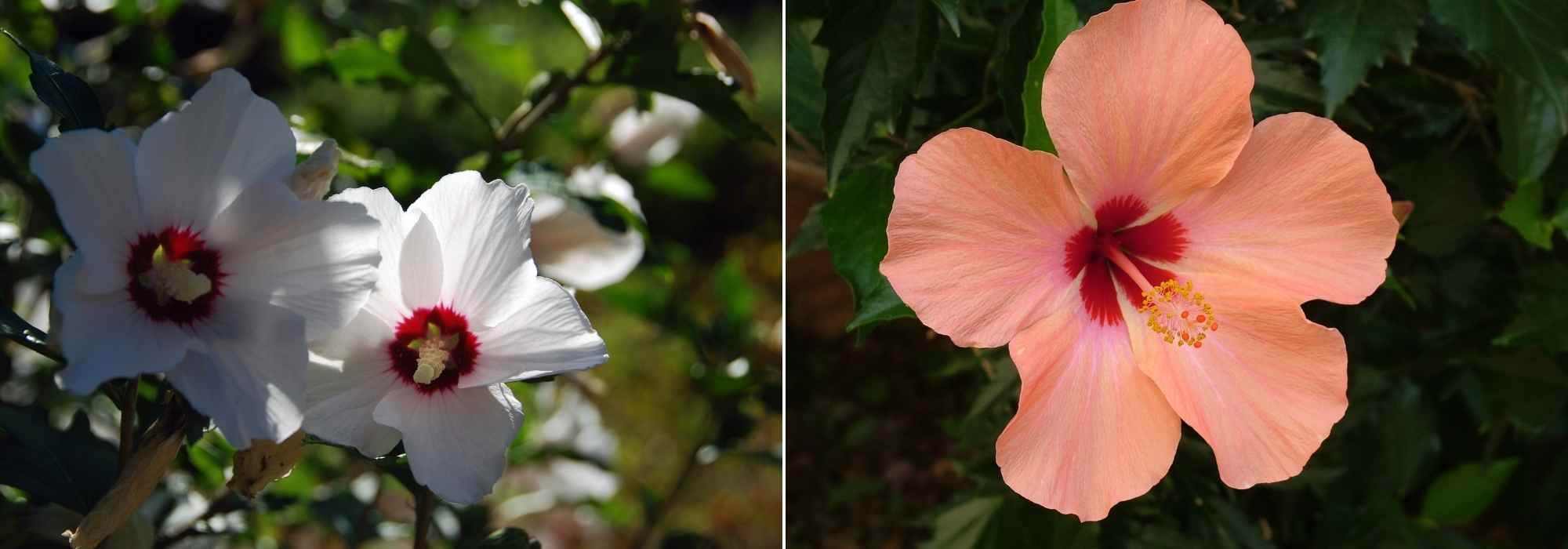 Choisir un Hibiscus, choix hibiscus, guide achat Hibiscus