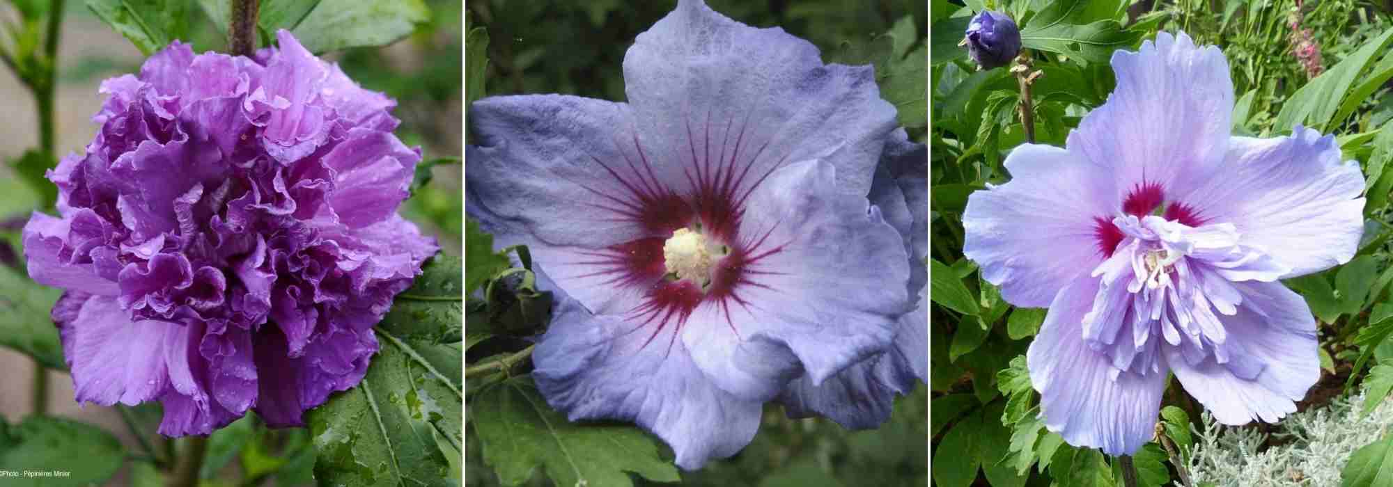 Choisir un Hibiscus, choix hibiscus, guide achat Hibiscus