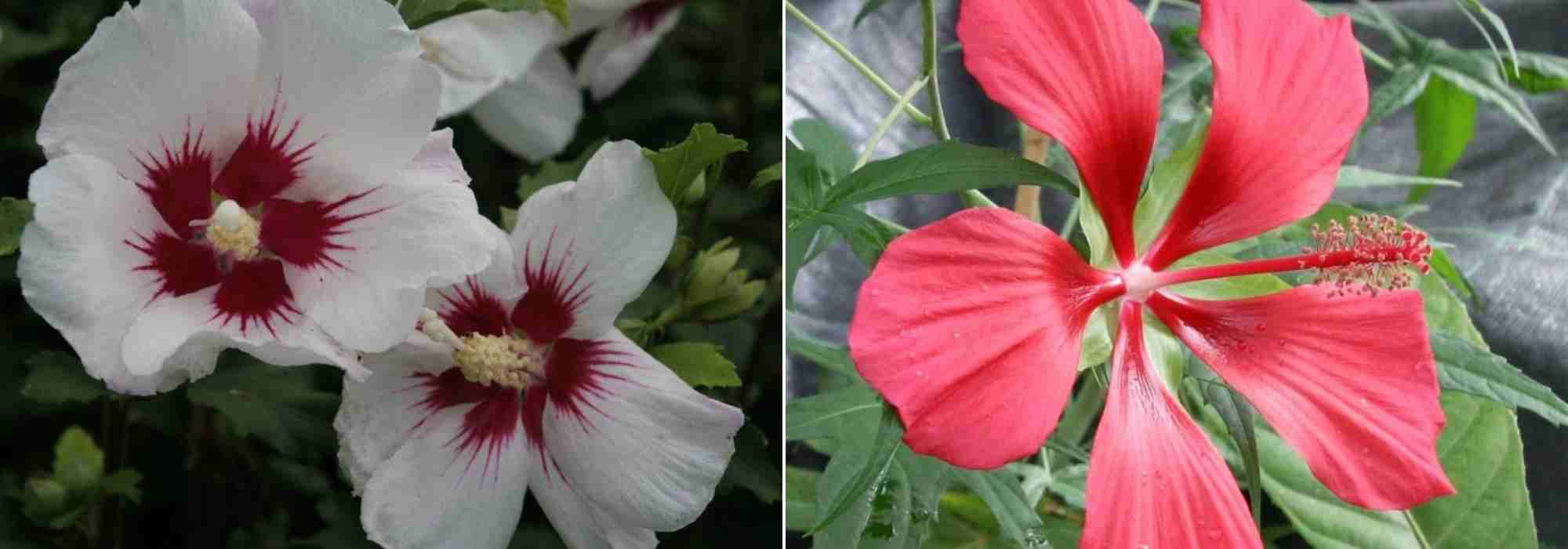 Choisir un Hibiscus, choix hibiscus, guide achat Hibiscus