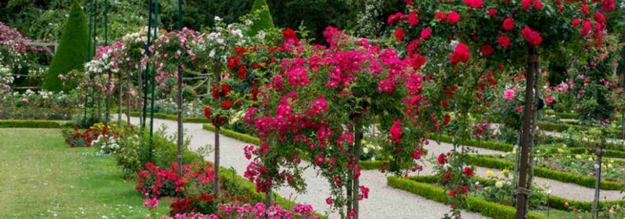 comment creer une roseraie ou un jardin de roses