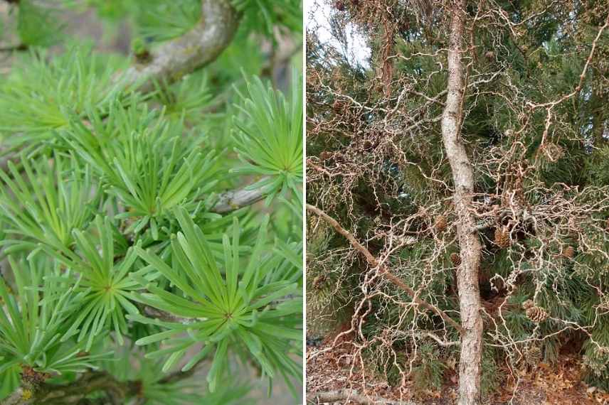 Arbres et arbustes tortueux