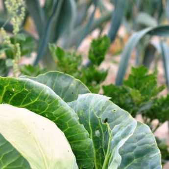 5 légumes feuilles pour potager en montagne