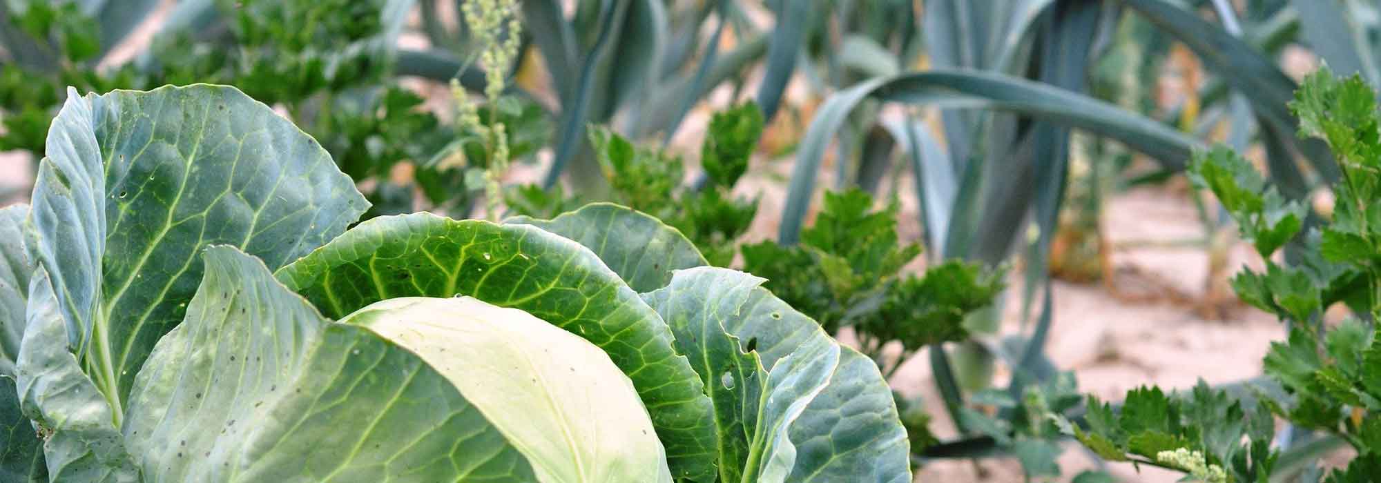 5 légumes feuilles pour potager en montagne