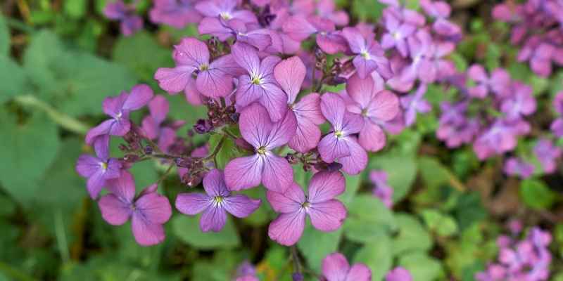 semis lunaire, semis lunaria