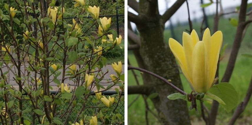 Le Magnolia ‘Daphne’ arbore durablement des fleurs d’une couleur jaune intense