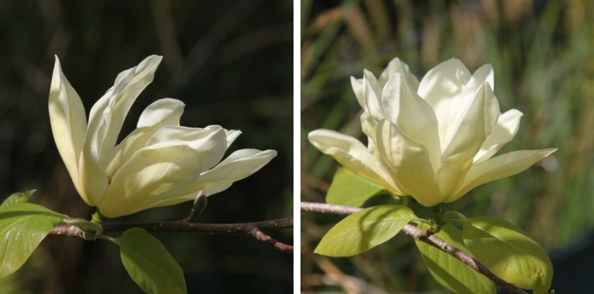 Magnolia Elisabeth, le premier magnolia jaune à feuilles caduques