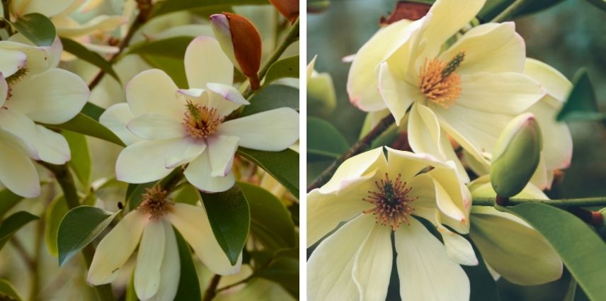Le Magnolia ‘Fairy Lime’ a des fleurs odorantes, au parfum fruité, avec un feuillage vert persistant.