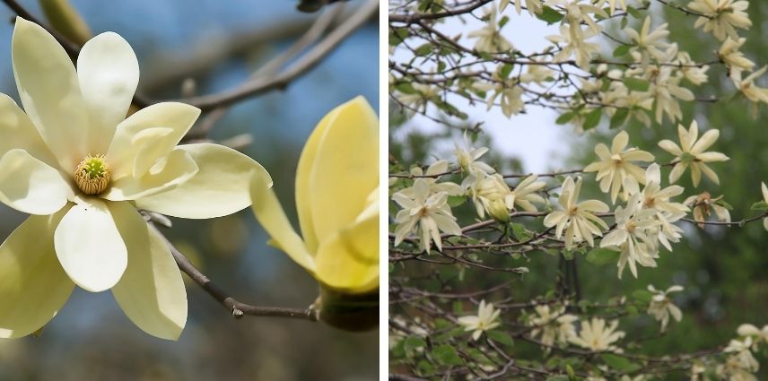Le « magnolia étoilé » au parfum à la fois sucré et floral
