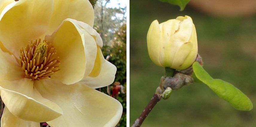 Le Magnolia ‘Honey Tulip’ a des fleurs jaune miel à la forme oscillant entre tulipe et pivoine