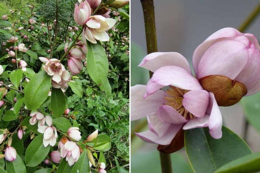 fleurs roses de michelia