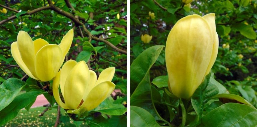 Le Magnolia ‘Yellow Bird’ se pare de belles couleurs jaune narcisse au printemps