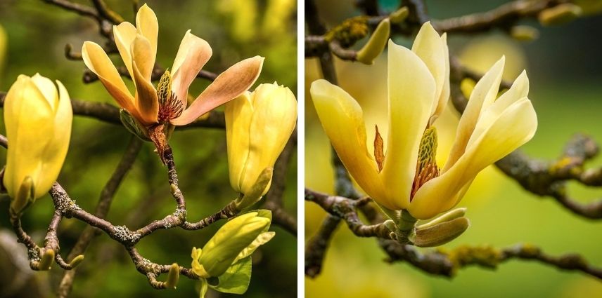 Le Magnolia acuminata ‘Butterfly’ a des fleurs abondantes, avec un parfum légèrement citronné.