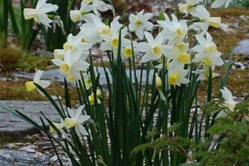 6 variétés de narcisses très parfumées - Promesse de Fleurs