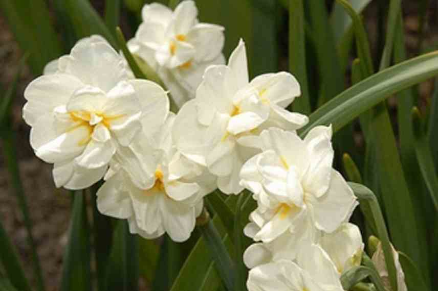 6 variétés de narcisses très parfumées - Promesse de Fleurs