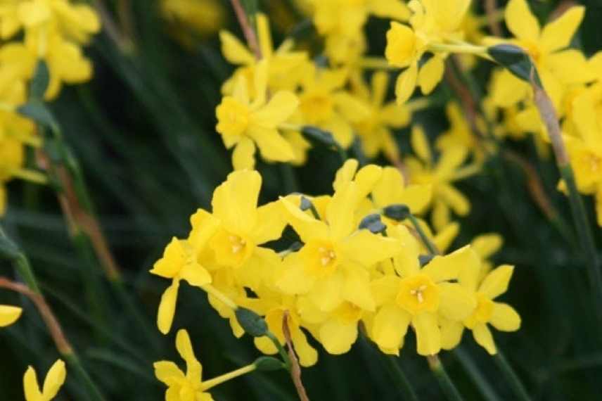 6 variétés de narcisses très parfumées - Promesse de Fleurs