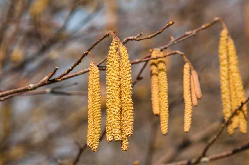 Plantes allergisantes urticantes photosensibilisantes