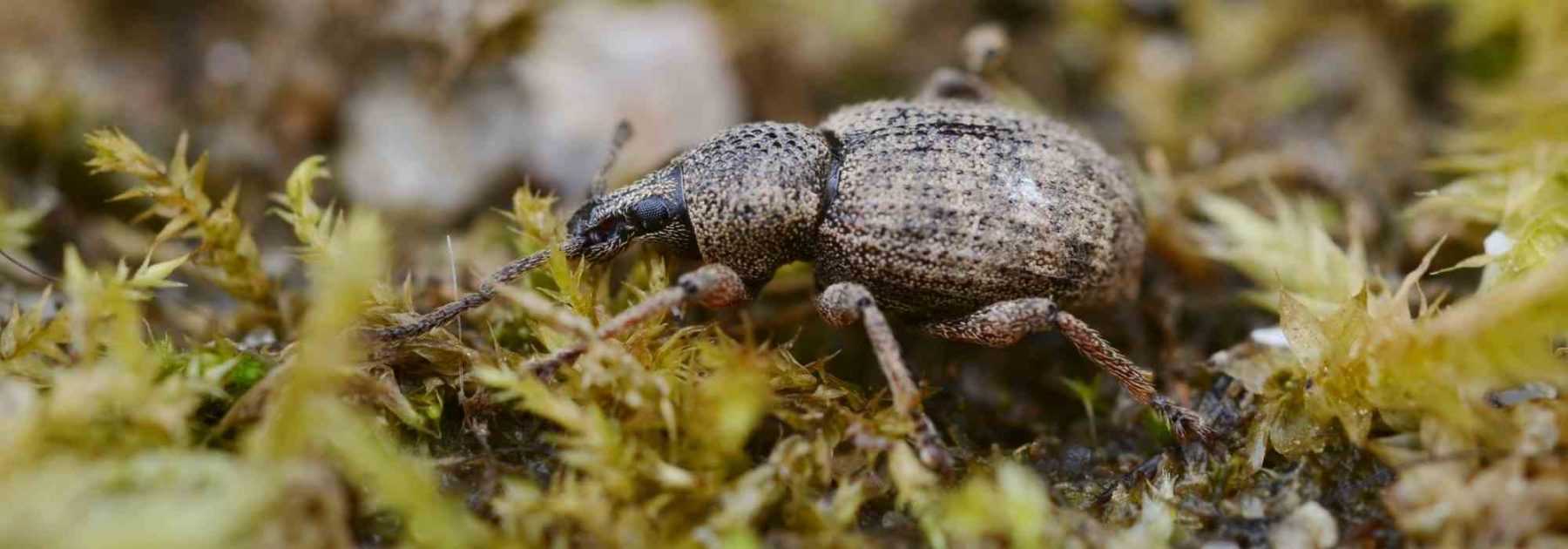 Comment se débarrasser des otiorhynques ?