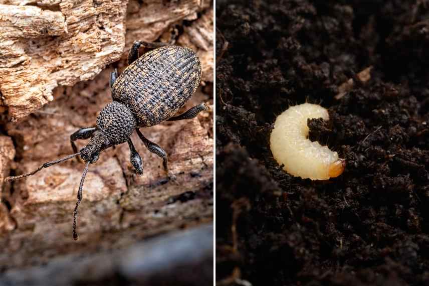 Comment se débarrasser des otiorhynques